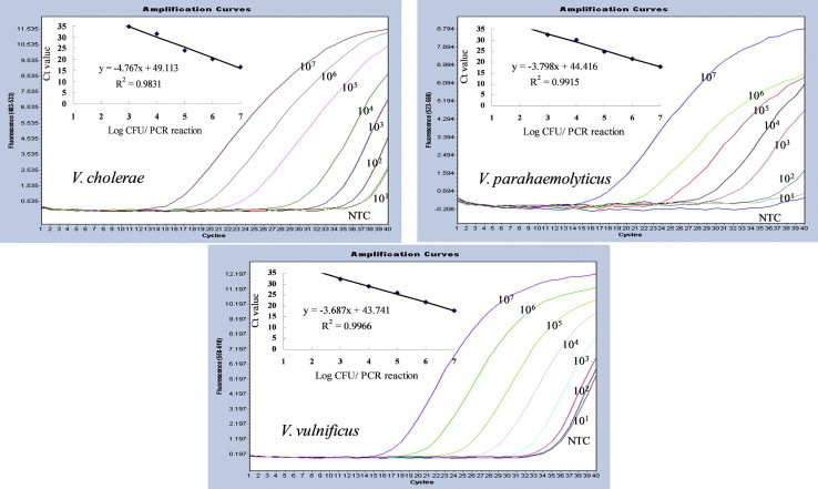 Objectives A multiplex real-time polymerase chain reaction (RT-PCR) method was developed for the identification of three Vibrio species: Vibrio cholerae , Vibrio parahaemolyticus , and Vibrio vulnificus . Methods Specific primers and probes targeting