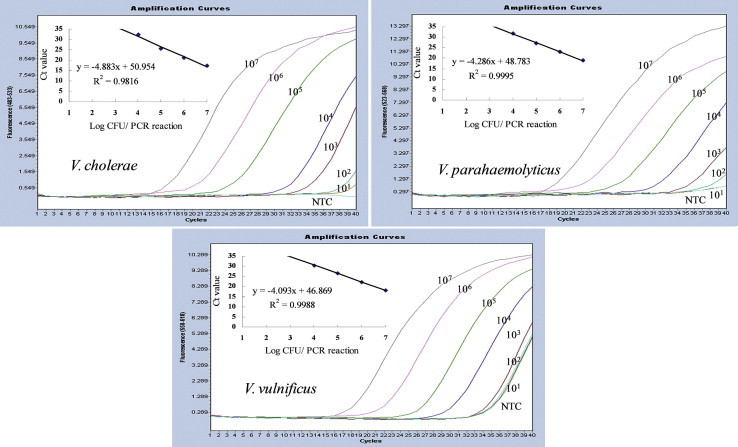 Objectives A multiplex real-time polymerase chain reaction (RT-PCR) method was developed for the identification of three Vibrio species: Vibrio cholerae , Vibrio parahaemolyticus , and Vibrio vulnificus . Methods Specific primers and probes targeting