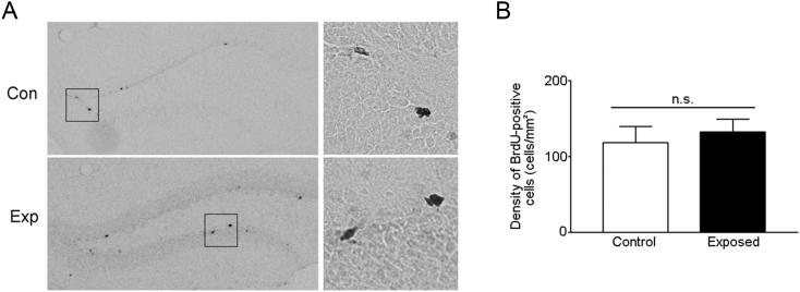 Objectives Nonionizing radiation is emitted from electronic devices, such as smartphones. In this study, we intended to elucidate the effect of electromagnetic radiation from smartphones on spatial working memory and progenitor cell proliferation in 