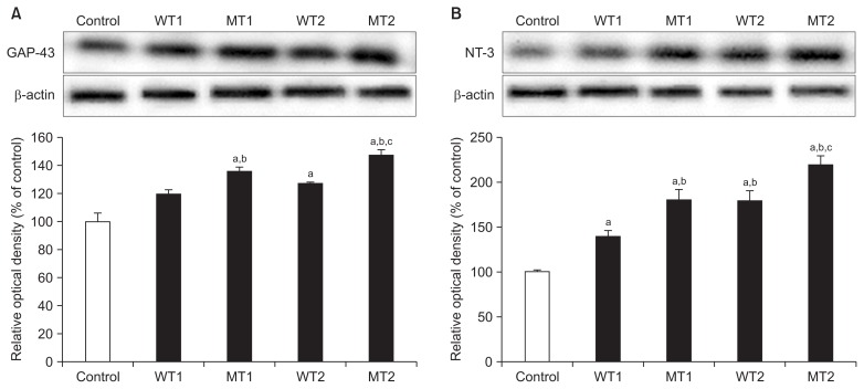Objectives Estrogen is an important hormone for cell growth, development, and differentiation by transcriptional regulation and modulation of intracellular signaling via second messengers. The reduction in the estrogen level after ovariectomy may lea