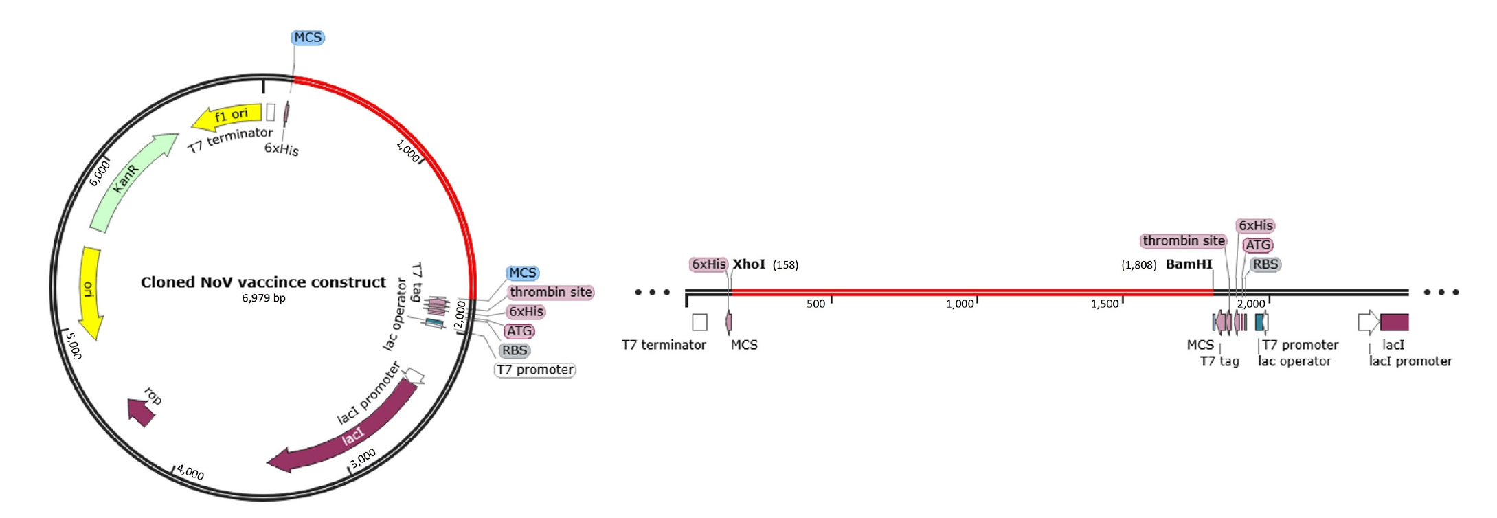Objectives: This study aimed to identify safe, conserved, and highly immunogenic epitopes from all proteins of human-infecting norovirus (NoV) and to design a multi-epitope subunit vaccine construct from these epitopes using an immunoinformatics appr