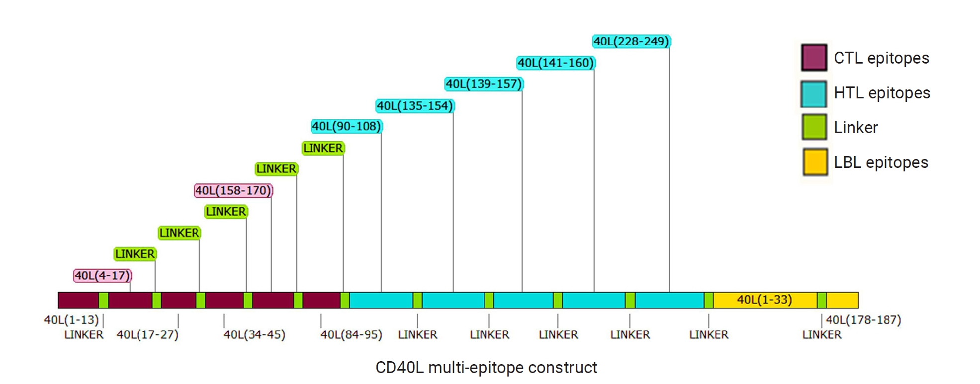 Objectives: Incorporating CD40 ligand (CD40L) into vaccine strategies has shown considerable potential for enhancing immune responses. In this study, we designed and formulated a CD40Lbased multi-epitope vaccine construct using immunoinformatics appr