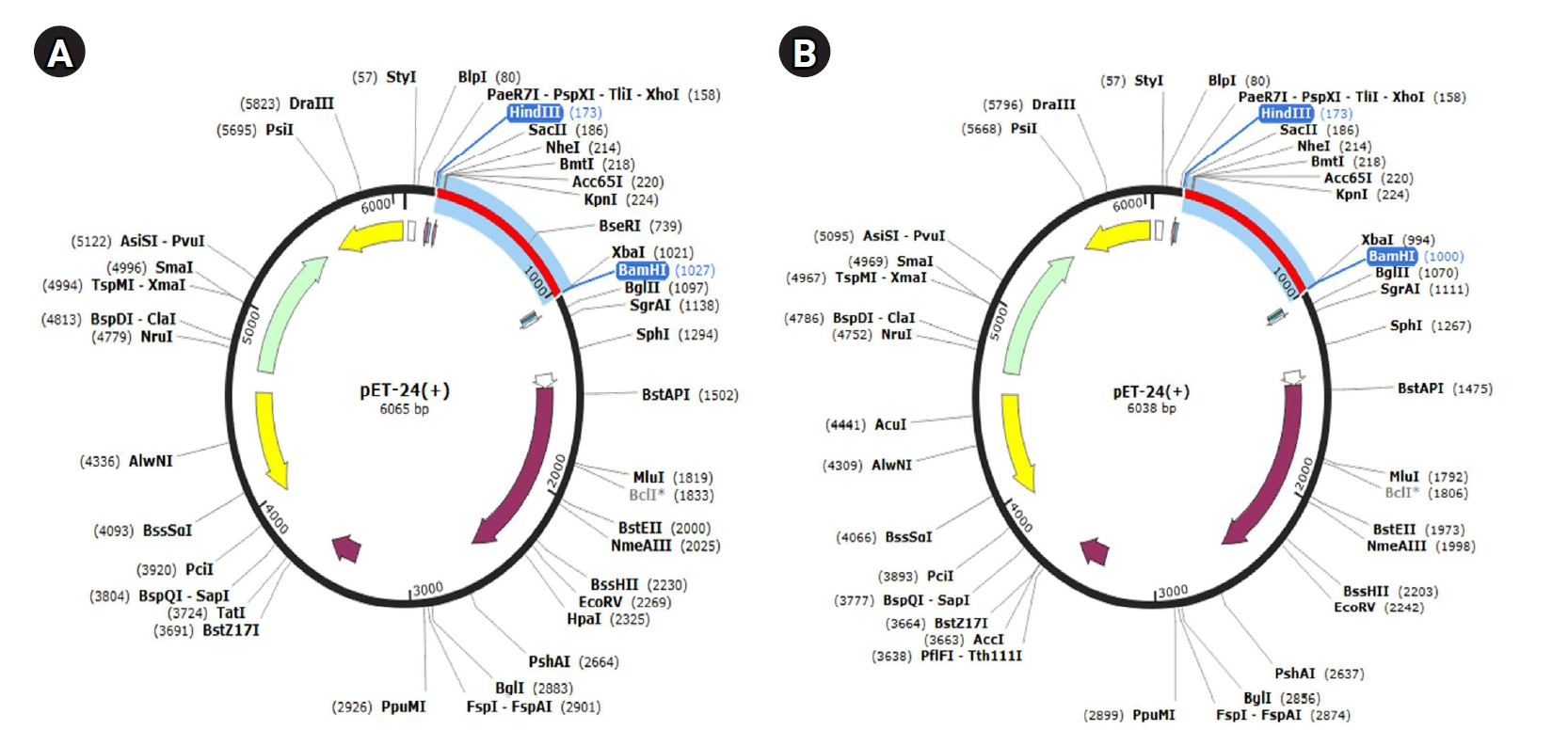 Objectives: Incorporating CD40 ligand (CD40L) into vaccine strategies has shown considerable potential for enhancing immune responses. In this study, we designed and formulated a CD40Lbased multi-epitope vaccine construct using immunoinformatics appr