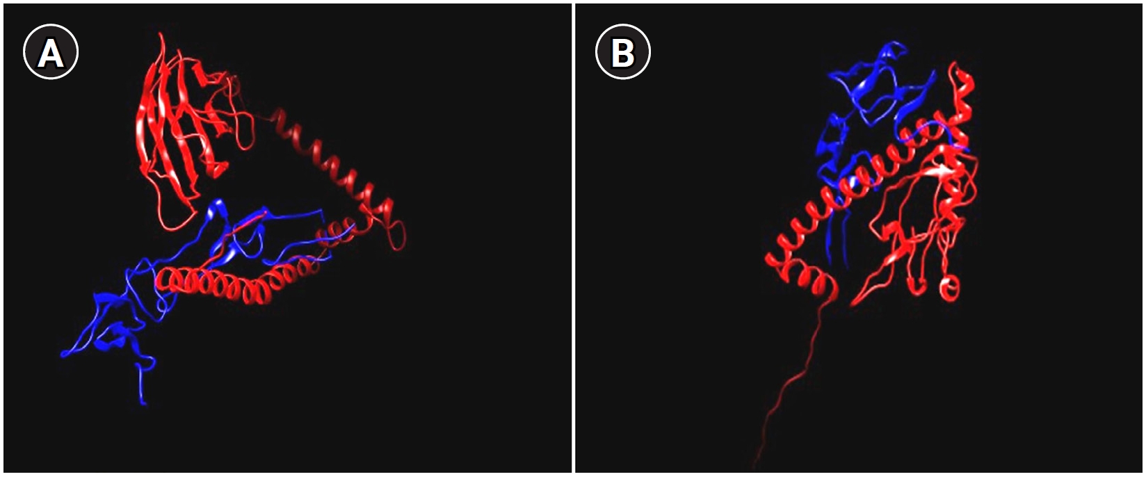 Objectives: Incorporating CD40 ligand (CD40L) into vaccine strategies has shown considerable potential for enhancing immune responses. In this study, we designed and formulated a CD40Lbased multi-epitope vaccine construct using immunoinformatics appr