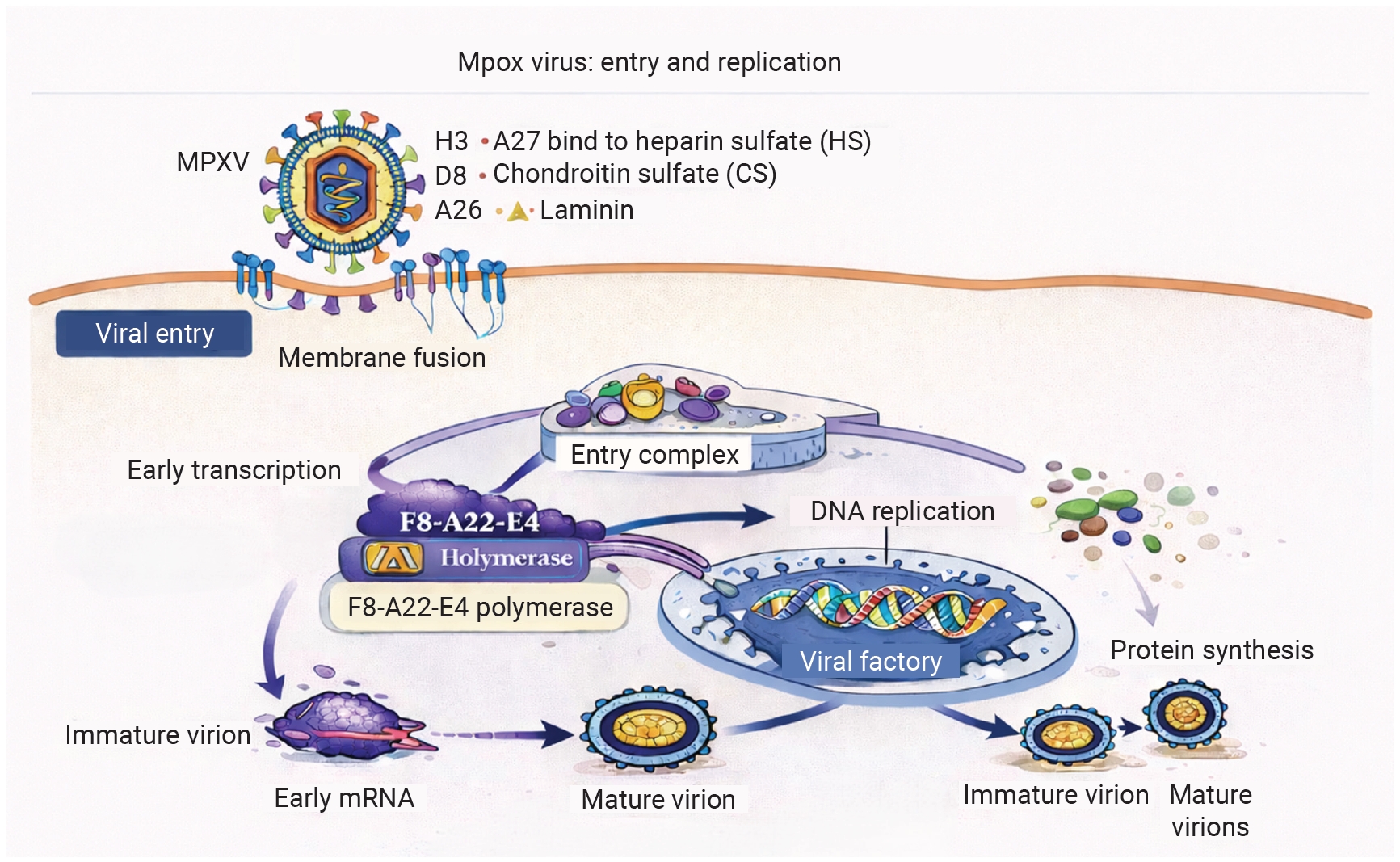 Monkeypox disease, now commonly referred to as mpox, was once considered a geographically restricted zoonotic disease but has emerged as a global public health concern. The 2022 multinational outbreak marked a turning point, with notable shifts in tr