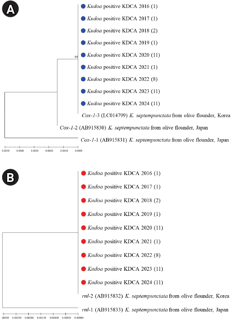 Objectives: Kudoa septempunctata is a marine myxosporean parasite implicated in seafood-borne acute gastroenteritis, predominantly associated with the consumption of raw olive flounder. This study aimed to characterize the molecular and genetic featu