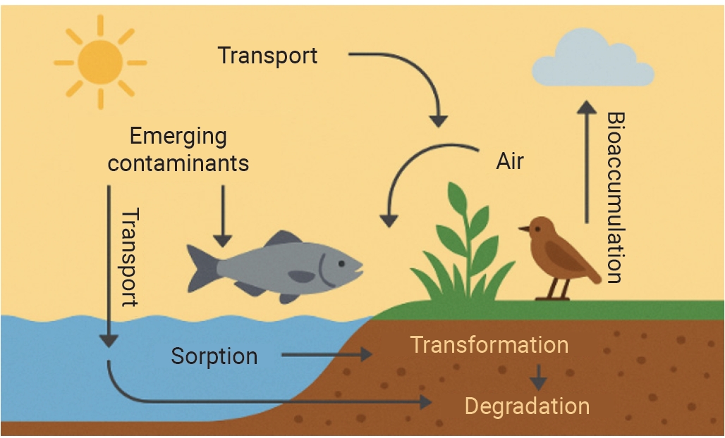 Objectives: This review aimed to synthesize recent advances in the understanding of emerging contaminants (ECs), including per- and polyfluoroalkyl substances, pharmaceuticals, personal care products, microplastics and nanoplastics, endocrine-disrupt