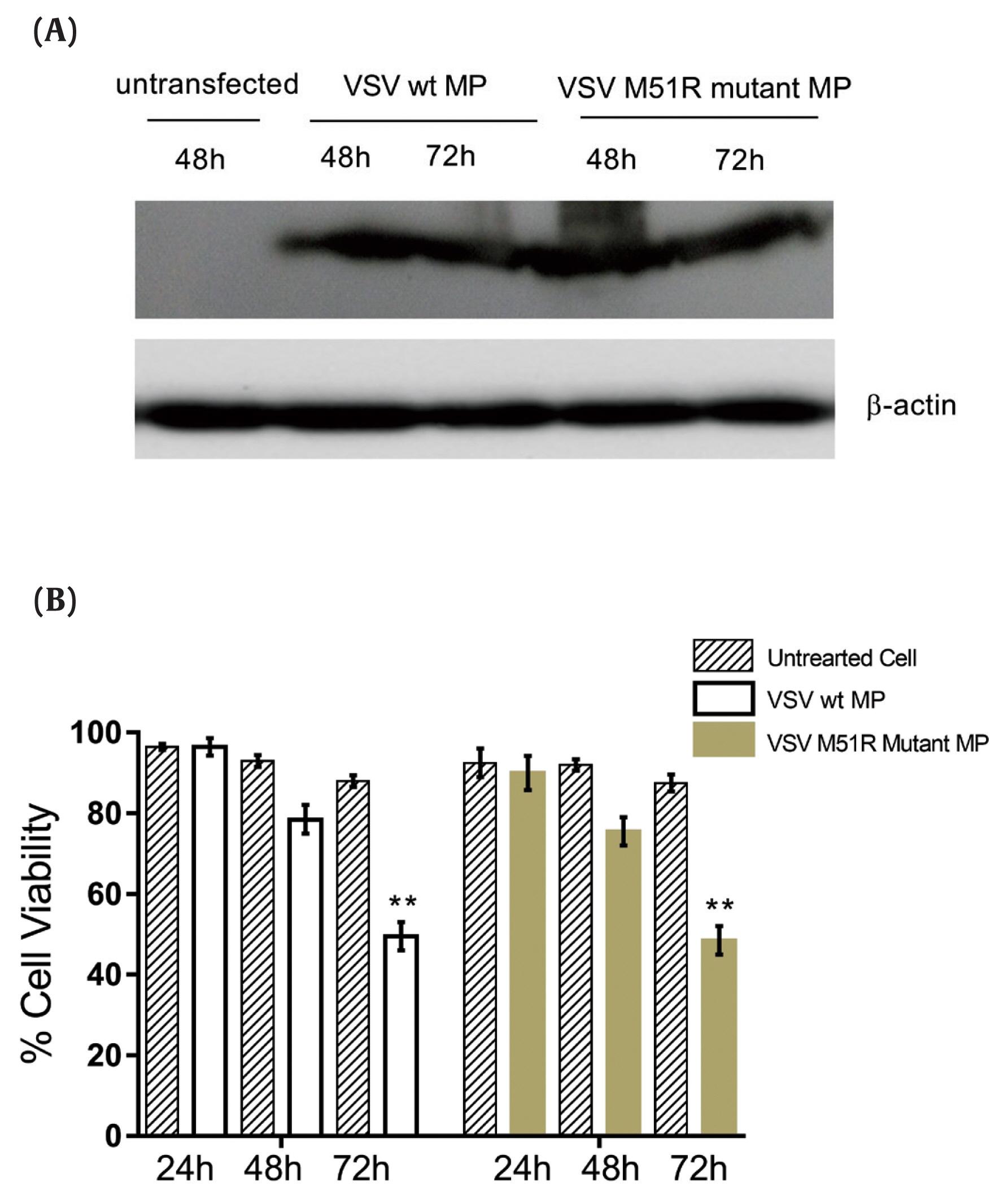 Objectives Vesicular stomatitis virus (VSV) is under development as an oncolytic virus due to its preferential replication in cancer cells and oncolytic activity, however the viral components responsible have not yet been determined. In this study th