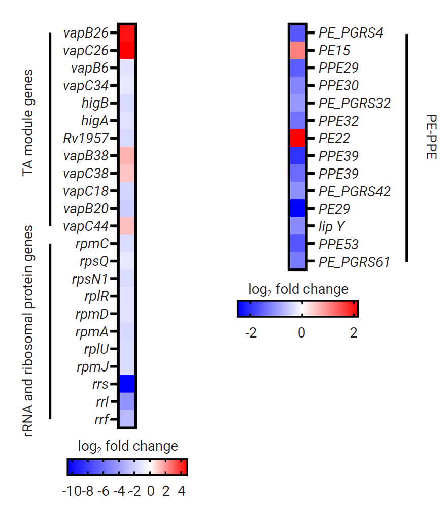 Heat map of the toxin-antitoxin (TA) module, rRNA and ribosomal protein, and proline-glutamate (PE)-proline-proline-glutamate (PPE) family genes identified as differentially expressed genes (DEGs), with expression of the genes indicated by color.