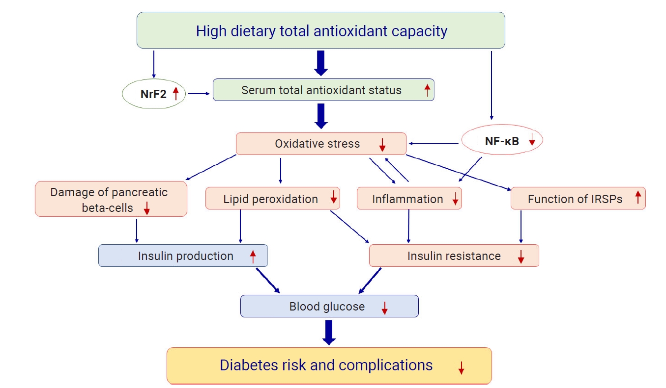 Potential mechanistic pathways for the association between dietary total antioxidant capacity and the diabetes risk and its related glycemic biomarkers.NrF2, nuclear factor erythroid-derived factor 2-related factor 2; NF-κB, nuclear factor kappa B; I
