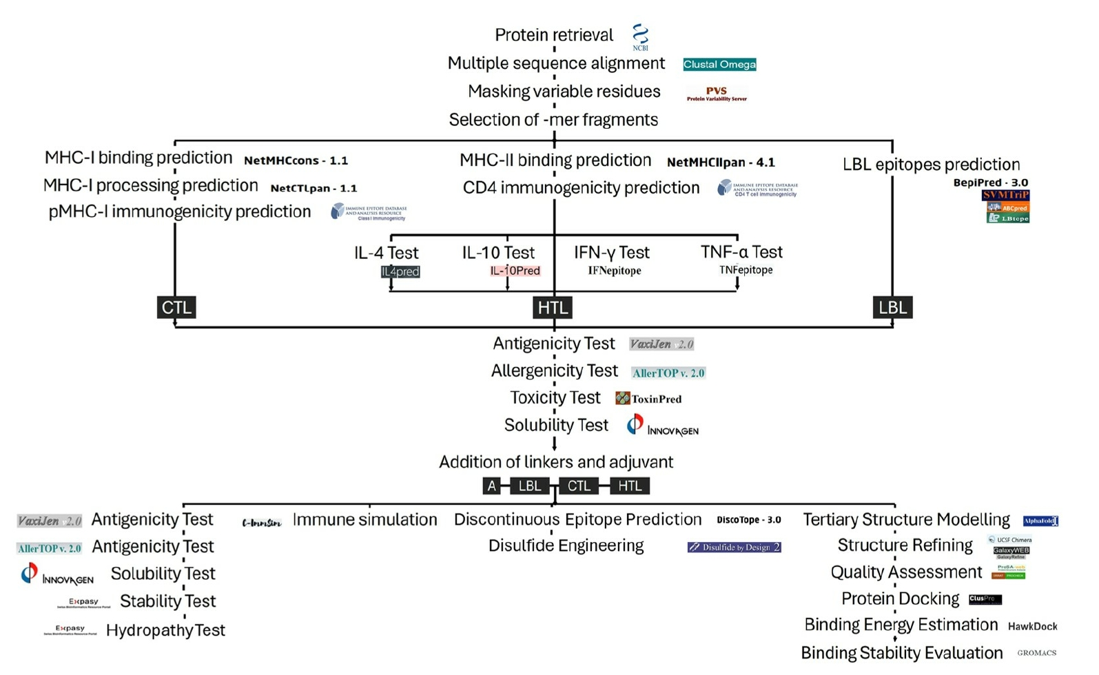 Workflow of the study, showing the immunoinformatics tools used. MHC, major histocompatibility complex; pMHC, peptide-bound major histocompatibility complex; CD, cluster of differentiation; CTL, cytotoxic T lymphocyte; HTL, helper T lymphocyte; LBL, 