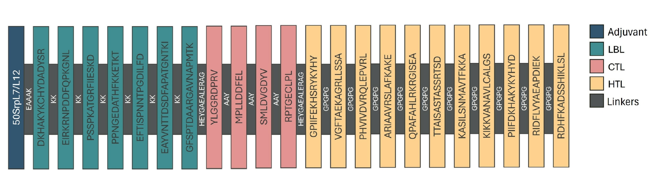 Configuration of the multi-epitope subunit vaccine construct, showing the position of epitopes, linkers, and the adjuvant.LBL, linear B lymphocyte; CTL, cytotoxic T lymphocyte; HTL, helper T lymphocyte; 50SrpL7/L12, 50S ribosomal protein L7/L12.