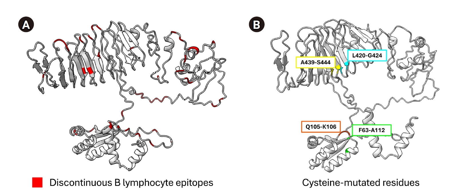 (A) Distribution of discontinuous epitopes in 50SrpL7/L12-adjuvanted vaccine construct identified by DiscoTope-3.0. (B) Residues within the construct identified as suitable candidates for cysteine mutations identified by Disulfide by Design 2.0. 50Sr