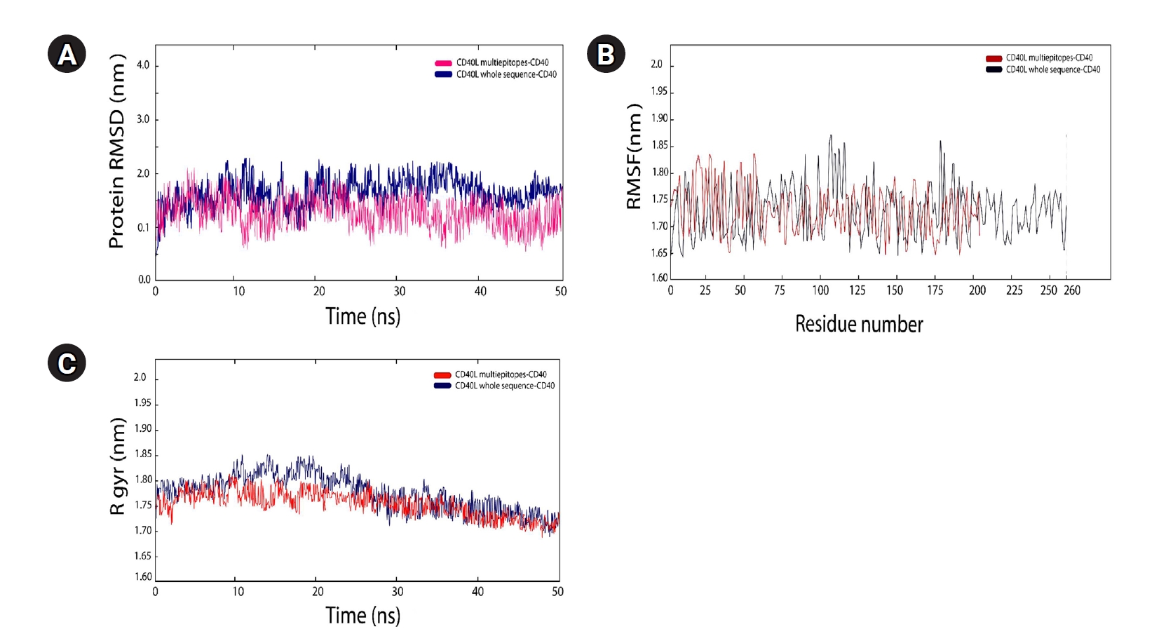 Molecular dynamics simulation of the vaccine construct-CD40 complex: (A) Root mean square deviations (RMSD) plots, showing that the proteins maintained comparable stability. Each protein’s replicates exhibited only slight variations in their RMSD val