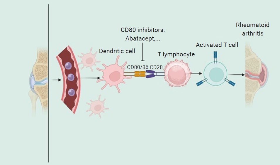 The process of T-cell activation through the interaction between CD80/86 on dendritic cells and the CD28 receptor on T lymphocytes, which plays a pivotal role in the development of rheumatoid arthritis. Dendritic cells, as antigen-presenting cells, p
