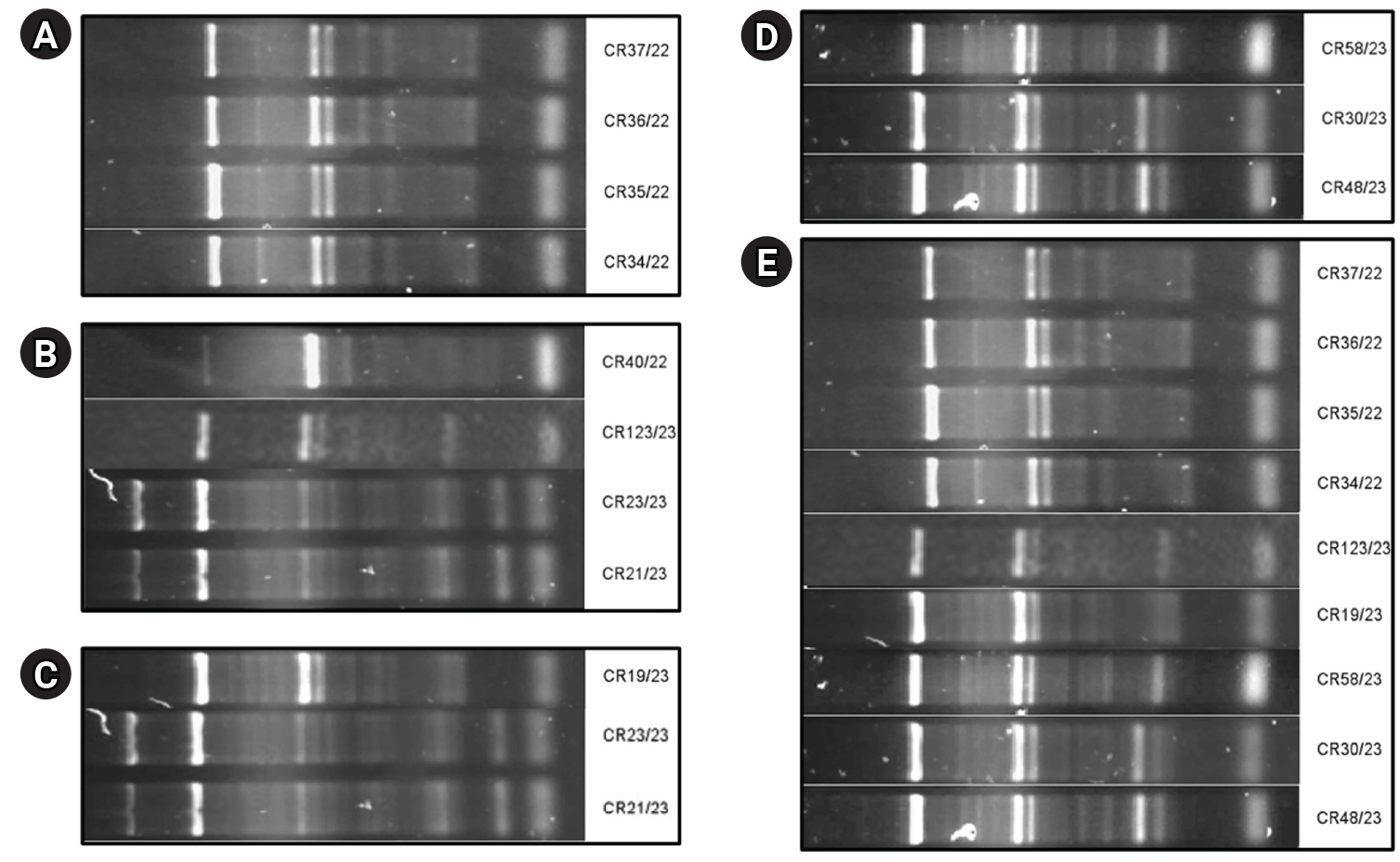Enterobacterial repetitive intergenic consensus polymerase chain reaction (ERIC-PCR) dendrograms of selected carbapenem-resistant Klebsiella pneumoniae (CRKP) isolates investigated in this study. (A) A cluster comprising isolates CR34/22, CR35/22, CR