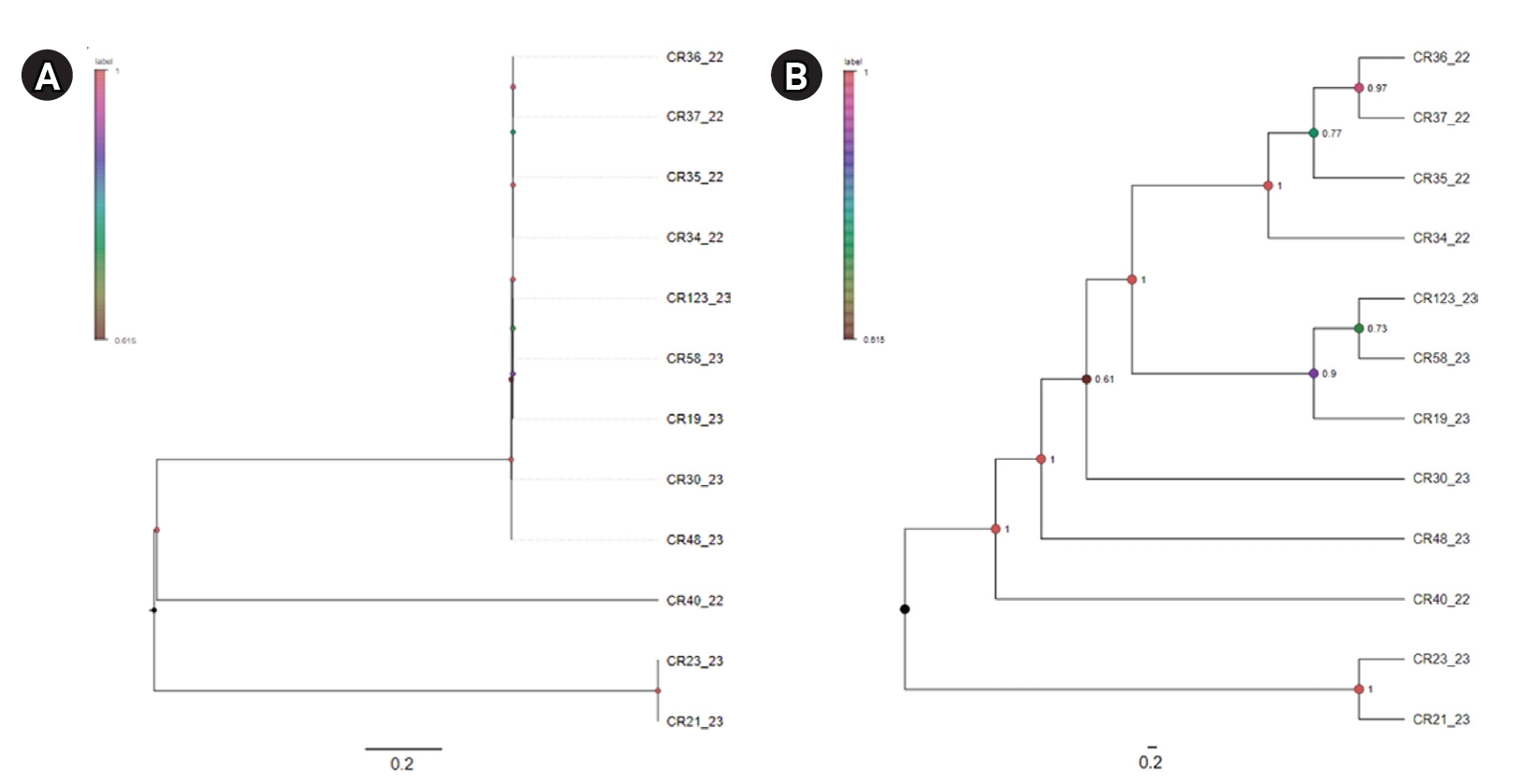 Maximum-likelihood phylogenomic analysis demonstrated that carbapenem-resistant Klebsiella pneumoniae isolates subjected to whole-genome sequencing did not belong to a single clone. (A) Although the majority were classified as ST17, genetically disti