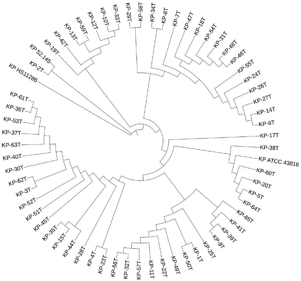 Phylogenetic tree. KP-xT: samples; Klebsiella pneumoniae reference using KP ATCC 43816, KP 52.145, and KP HS11286.