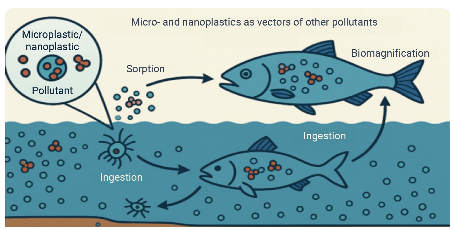 Microplastics and nanoplastics as vectors of other pollutants.