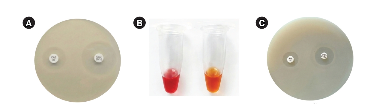 Phenotypic detection of β-lactamase and carbapenemase production in Escherichia coli. (A) Combined disc diffusion assay for extended-spectrum β-lactamase production on Mueller-Hinton agar. (B) Carba NP assay showing a color change indicative of carba