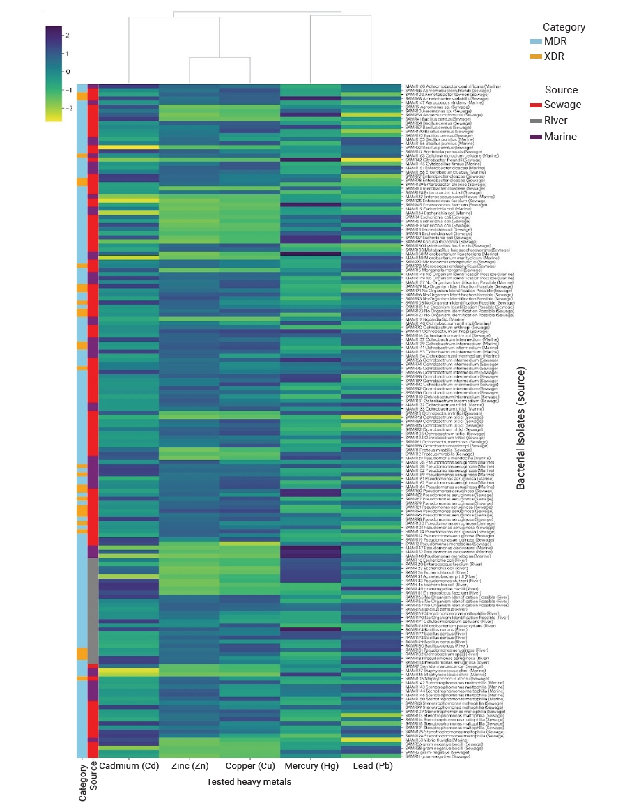 Hierarchical clustering and heatmap of standardized heavy metal tolerance indices (Z scores) among environmental bacterial isolates. Rows represent individual isolates (n=166), annotated by resistance category and environmental source, and columns re