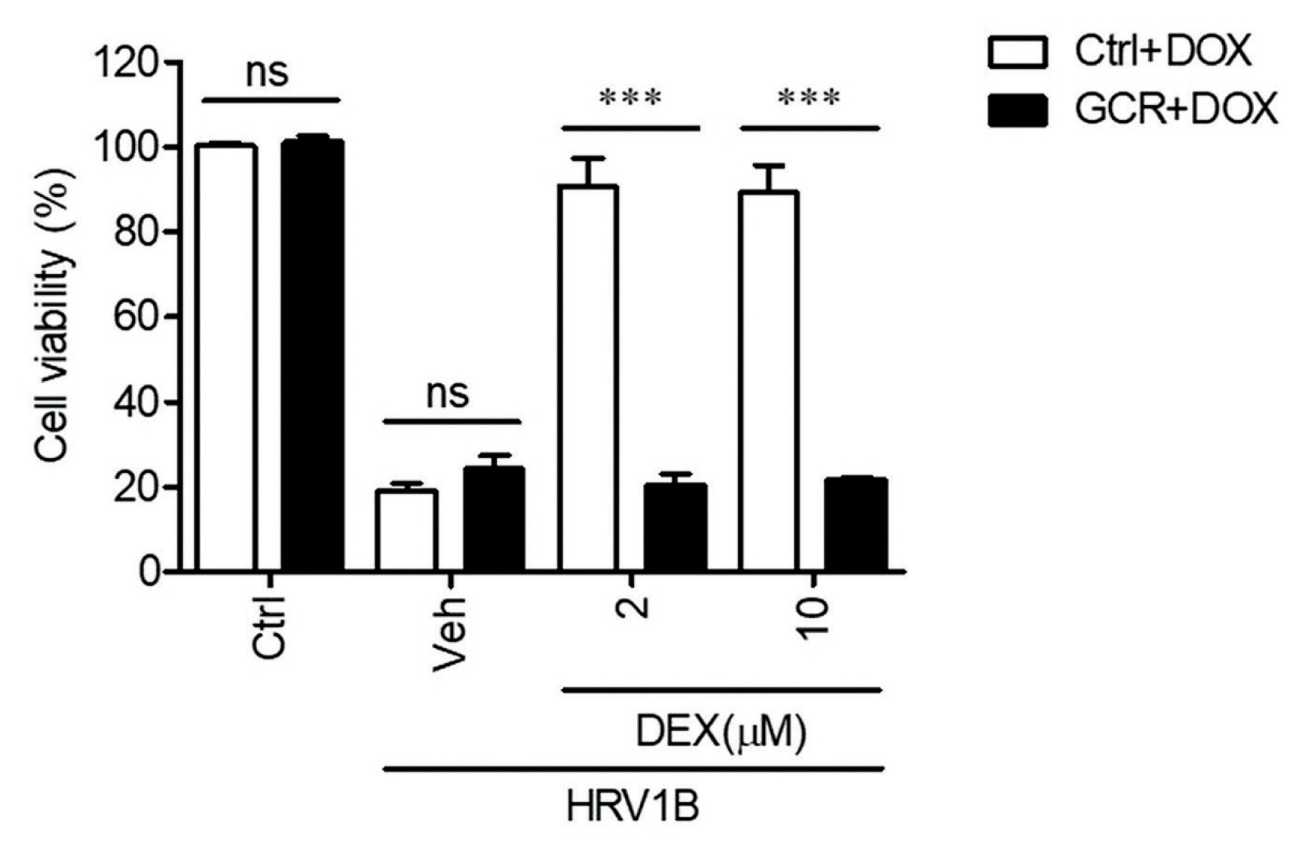 Antiviral activity of DEX against HRV1B in GCR knockoutHeLa cells. To determine whether the DEX antiviral activity was mediated via the glucocorticoid receptor (GCR), HeLa cells transfected with GCR shRNA were treated for 7 days with 2 mg/mL doxycycl