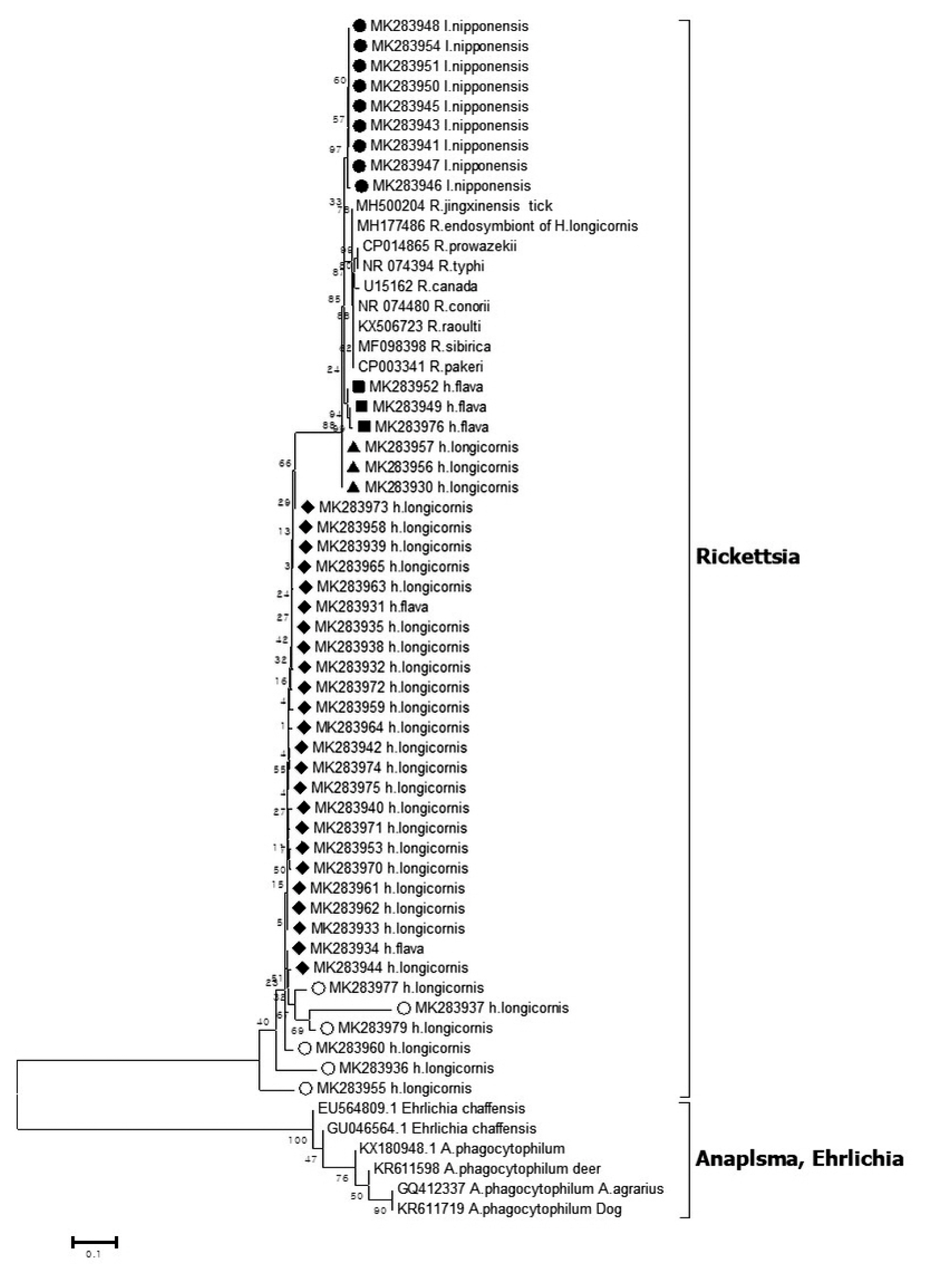 Phylogenetic tree based on 16S rRNA gene sequence of Rickettsia species detected in the field ticks collected in South Korea, from May 2014-April 2018. The phylogenetic tree was constructed through the neighbor-joining method with the Kimura two-para