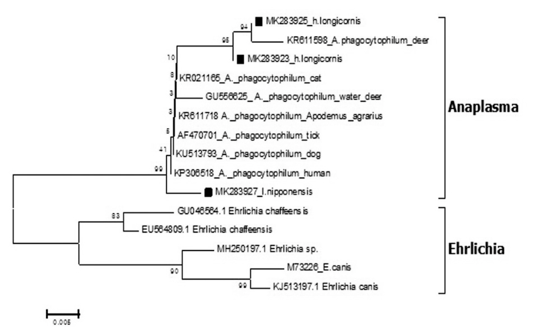 Phylogenetic tree based on 16S rRNA gene sequence of Anaplasma species detected in the field ticks collected in South Korea, from May 2014-April 2018. The phylogenetic tree was constructed through the neighbor-joining method with the Kimura two-param