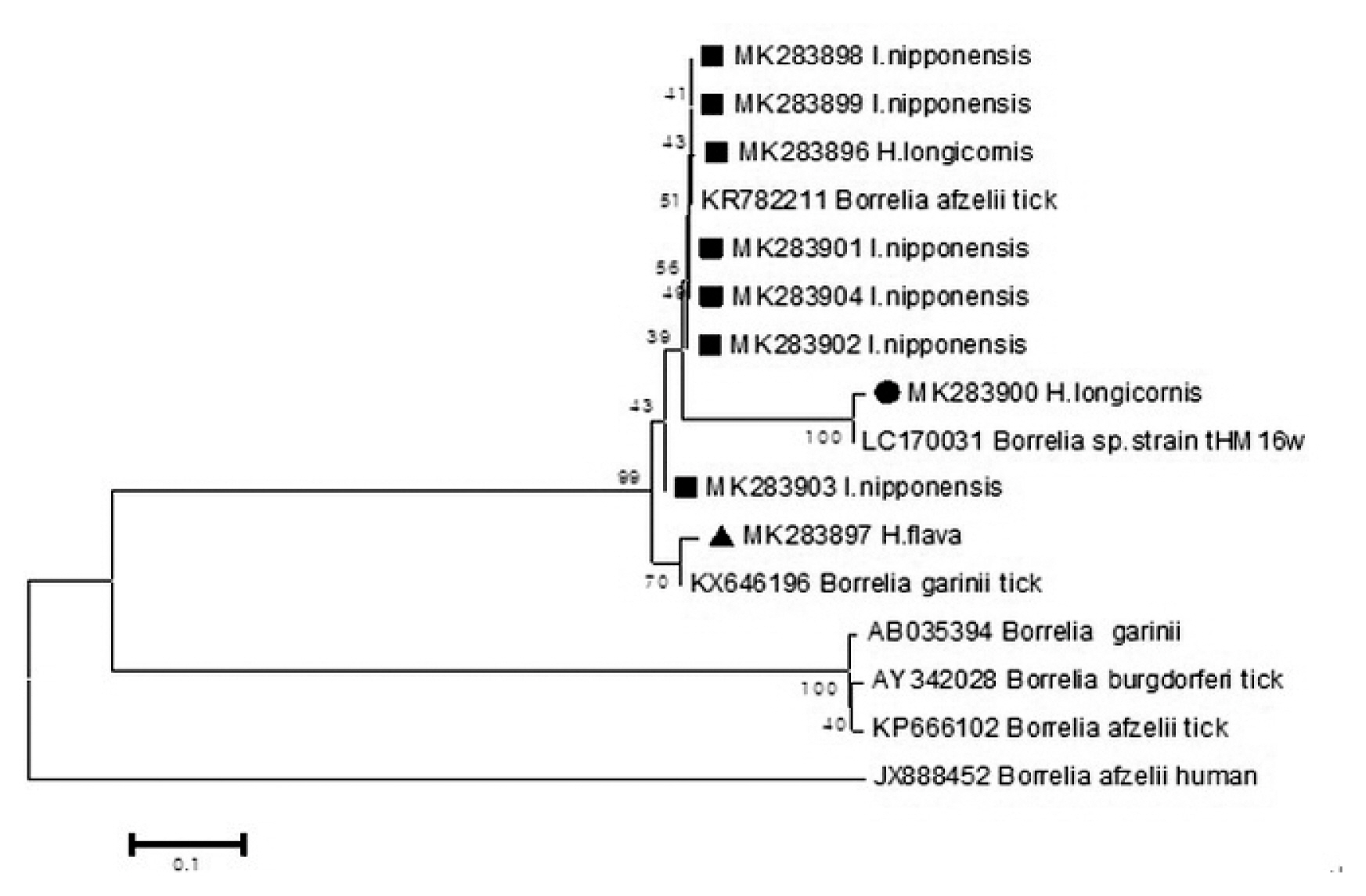 Phylogenetic tree based on the Fla gene sequence of Borrelia species detected in the field ticks collected in South Korea, from May 2014-April 2018. The phylogenetic tree was conducted through the neighbor-joining method with the Kimura two-parameter